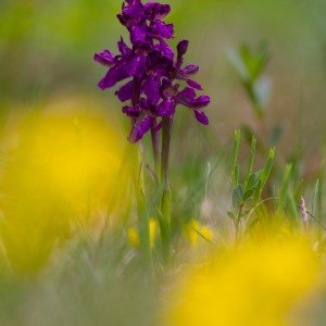 Orchis morio