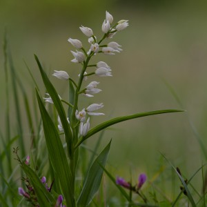 Cephalanthera longifolia