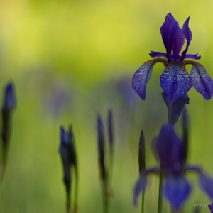 Iris sibirica