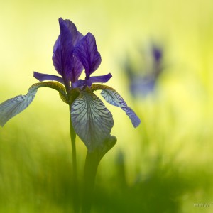 Iris sibirica