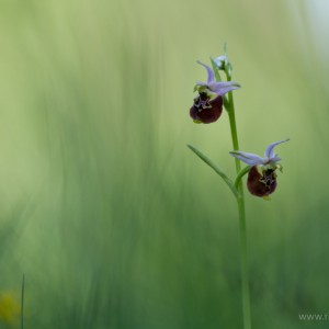 Ophrys holosericea