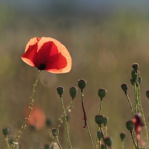 Papavero (Papaver rhoeas)