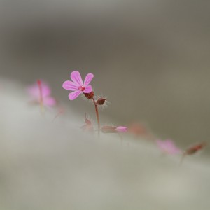 Geranium sylvaticum