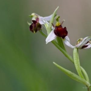 Ophrys apifera var. fulvofusca