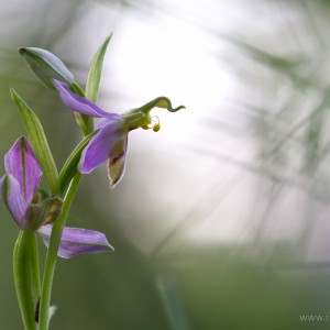 Ophrys apifera tilaventina