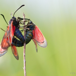 Zygaena purpuralis