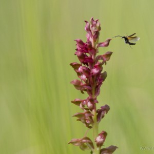 Cimicina (Anacamptis coriophora)