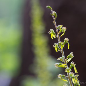 Listera ovata