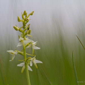 Platanthera bifoglia