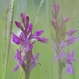 Dactylorhiza traunsteineri