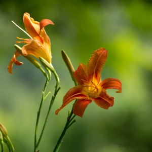 Hemerocallis fulva – Giglio di San Giuseppe