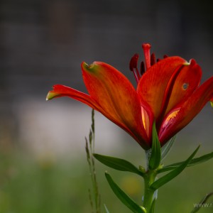 Giglio rosso di San Giovanni (Lilium bulbiferum)