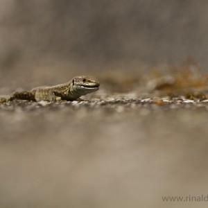 Lucertola Muraiola (Podarcis muralis)