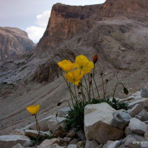 Dolomiti_Papavero retico (Papaver alpinum rhaeticum)