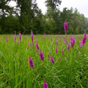 Fioritura di salcerella (Lythrum salicaria)_(Palù Moriago D.B.)