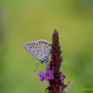 Polyommatus icarus