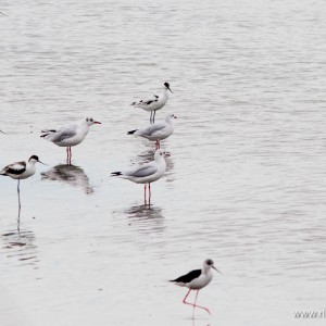 L’avocetta (Recurvirostra avosetta)