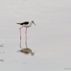 Cavaliere d’Italia (Himantopus himantopus)