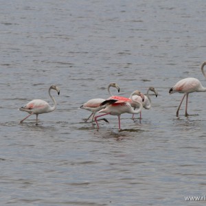 Fenicottero rosa (Phoenicopterus roseus)