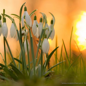 Bucaneve (Galanthus nivalis)