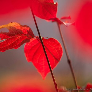 La sanguinella (Cornus sanguinea)