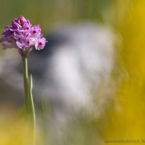 Orchis tridentata