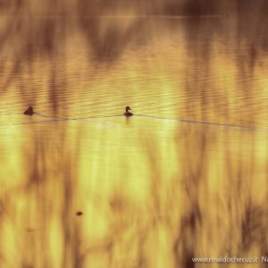 Lago di Revine (TV)