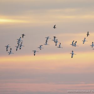 Lio Piccolo (VE) Avocette (Recurvirostra avosetta)