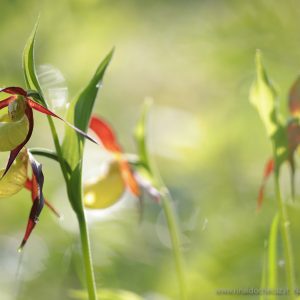 Cypripedium calceolus