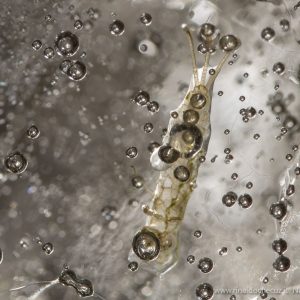 Larva di zanzara ibernata nel ghiaccio